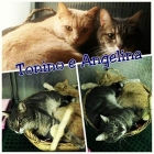 Tonino e Angelina - Centro  Soccorso  Animali